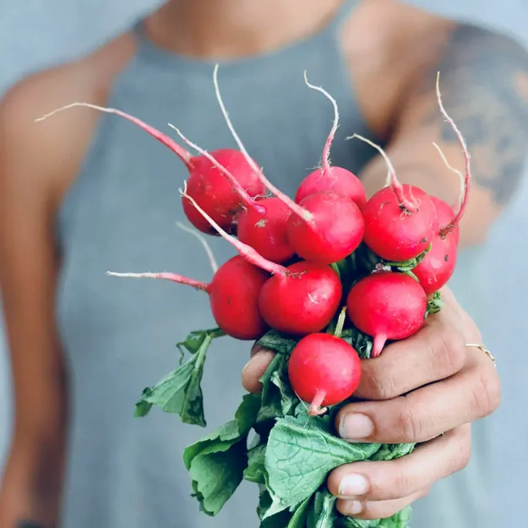 Quick fermented radishes