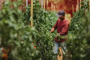 Fermentation in agriculture