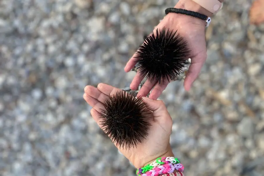 Two hands holding dark spiny sea urchins over a pebbled ground backdrop.