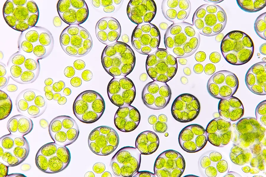 What are microalgae and how are they useful?
