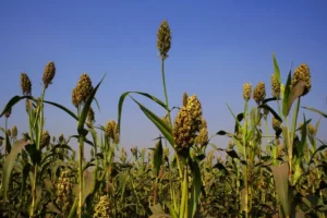 The rise of climate-resilient crops is changing fermentation