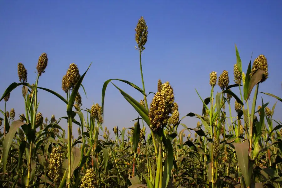 The rise of climate-resilient crops is changing fermentation